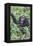 Africa, Uganda, Kibale Forest National Park. Chimpanzee vocalizing in forest.-Emily Wilson-Framed Premier Image Canvas