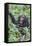 Africa, Uganda, Kibale Forest National Park. Chimpanzee vocalizing in forest.-Emily Wilson-Framed Premier Image Canvas