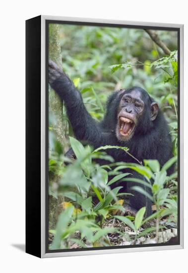 Africa, Uganda, Kibale Forest National Park. Chimpanzee vocalizing in forest.-Emily Wilson-Framed Premier Image Canvas