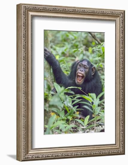 Africa, Uganda, Kibale Forest National Park. Chimpanzee vocalizing in forest.-Emily Wilson-Framed Photographic Print