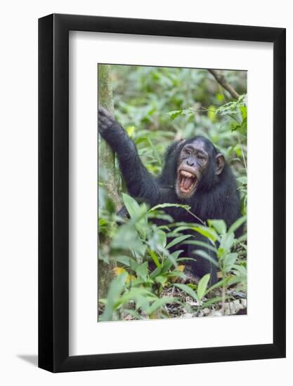 Africa, Uganda, Kibale Forest National Park. Chimpanzee vocalizing in forest.-Emily Wilson-Framed Photographic Print