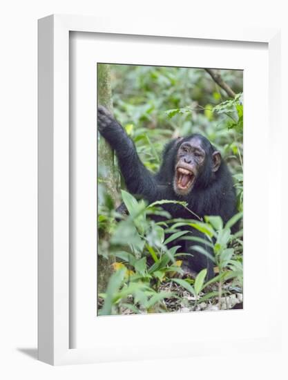 Africa, Uganda, Kibale Forest National Park. Chimpanzee vocalizing in forest.-Emily Wilson-Framed Photographic Print