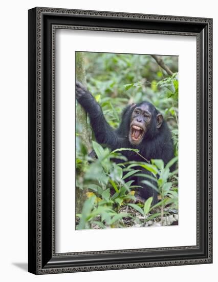Africa, Uganda, Kibale Forest National Park. Chimpanzee vocalizing in forest.-Emily Wilson-Framed Photographic Print