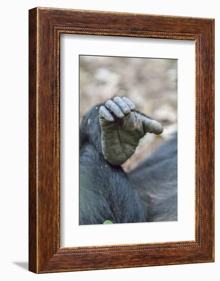 Africa, Uganda, Kibale Forest National Park. Foot of a Chimpanzee.-Emily Wilson-Framed Photographic Print