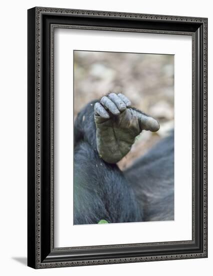 Africa, Uganda, Kibale Forest National Park. Foot of a Chimpanzee.-Emily Wilson-Framed Photographic Print