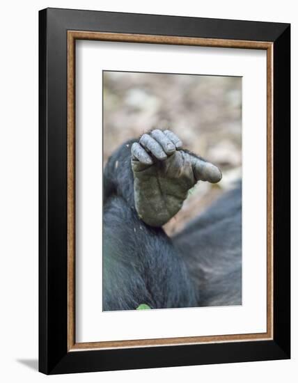 Africa, Uganda, Kibale Forest National Park. Foot of a Chimpanzee.-Emily Wilson-Framed Premium Photographic Print