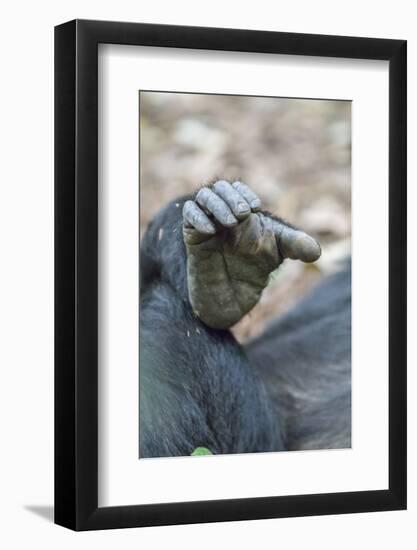 Africa, Uganda, Kibale Forest National Park. Foot of a Chimpanzee.-Emily Wilson-Framed Premium Photographic Print