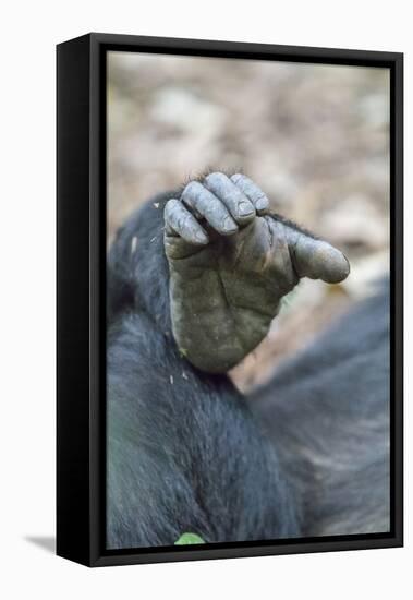 Africa, Uganda, Kibale Forest National Park. Foot of a Chimpanzee.-Emily Wilson-Framed Premier Image Canvas