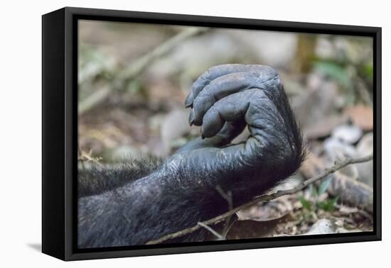 Africa, Uganda, Kibale Forest National Park. Hand of a Chimpanzee.-Emily Wilson-Framed Premier Image Canvas