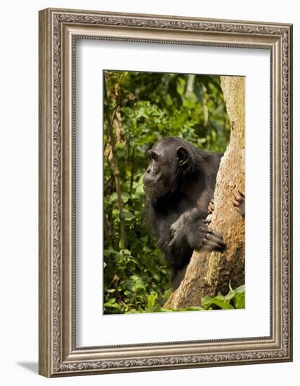 Africa, Uganda, Kibale National Park. A female chimpanzee eats dead wood.-Kristin Mosher-Framed Photographic Print