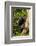 Africa, Uganda, Kibale National Park. A female chimpanzee eats dead wood.-Kristin Mosher-Framed Photographic Print