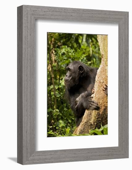 Africa, Uganda, Kibale National Park. A female chimpanzee eats dead wood.-Kristin Mosher-Framed Photographic Print