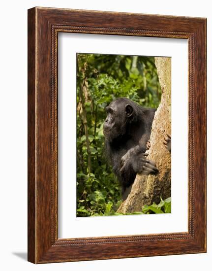 Africa, Uganda, Kibale National Park. A female chimpanzee eats dead wood.-Kristin Mosher-Framed Photographic Print