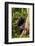 Africa, Uganda, Kibale National Park. A female chimpanzee eats dead wood.-Kristin Mosher-Framed Photographic Print