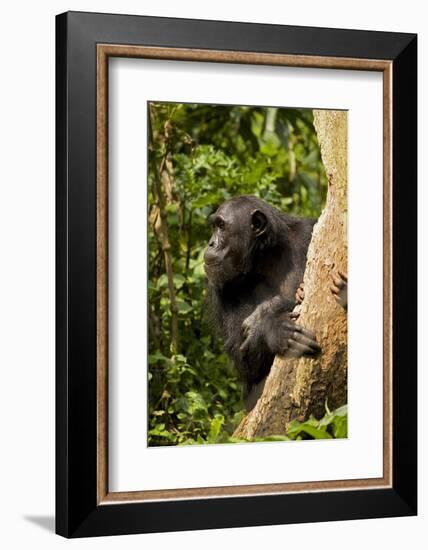 Africa, Uganda, Kibale National Park. A female chimpanzee eats dead wood.-Kristin Mosher-Framed Photographic Print