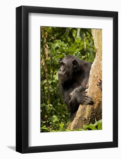 Africa, Uganda, Kibale National Park. A female chimpanzee eats dead wood.-Kristin Mosher-Framed Photographic Print