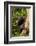 Africa, Uganda, Kibale National Park. A female chimpanzee eats dead wood.-Kristin Mosher-Framed Photographic Print