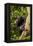 Africa, Uganda, Kibale National Park. A female chimpanzee eats dead wood.-Kristin Mosher-Framed Premier Image Canvas