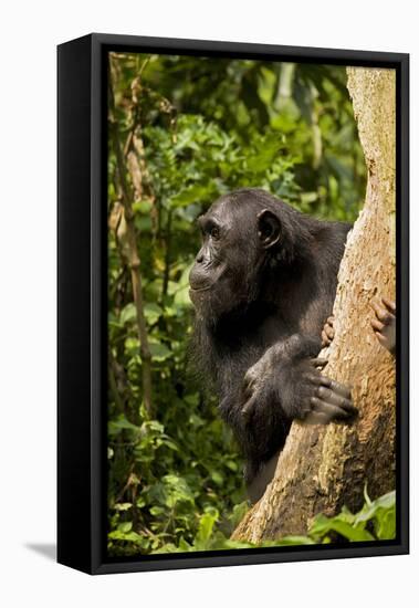 Africa, Uganda, Kibale National Park. A female chimpanzee eats dead wood.-Kristin Mosher-Framed Premier Image Canvas