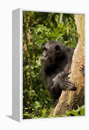 Africa, Uganda, Kibale National Park. A female chimpanzee eats dead wood.-Kristin Mosher-Framed Premier Image Canvas