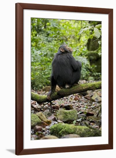 Africa, Uganda, Kibale National Park. A juvenile chimp sits on a branch over a stream.-Kristin Mosher-Framed Premium Photographic Print