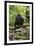 Africa, Uganda, Kibale National Park. A juvenile chimp sits on a branch over a stream.-Kristin Mosher-Framed Premium Photographic Print