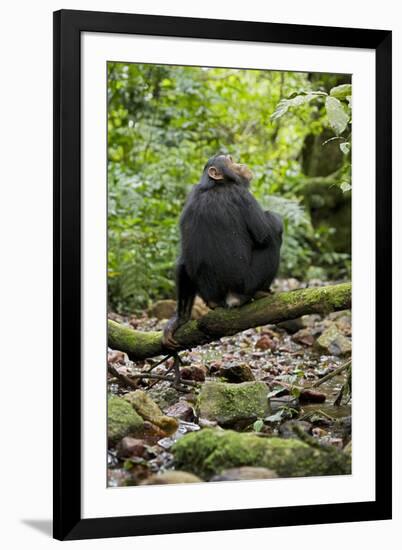 Africa, Uganda, Kibale National Park. A juvenile chimp sits on a branch over a stream.-Kristin Mosher-Framed Premium Photographic Print