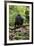 Africa, Uganda, Kibale National Park. A juvenile chimp sits on a branch over a stream.-Kristin Mosher-Framed Premium Photographic Print