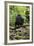 Africa, Uganda, Kibale National Park. A juvenile chimp sits on a branch over a stream.-Kristin Mosher-Framed Premium Photographic Print