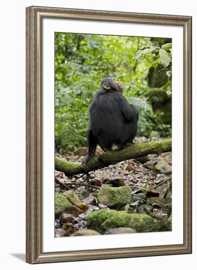 Africa, Uganda, Kibale National Park. A juvenile chimp sits on a branch over a stream.-Kristin Mosher-Framed Premium Photographic Print