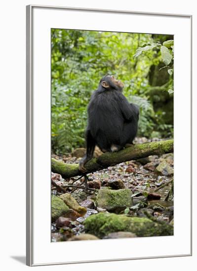 Africa, Uganda, Kibale National Park. A juvenile chimp sits on a branch over a stream.-Kristin Mosher-Framed Premium Photographic Print