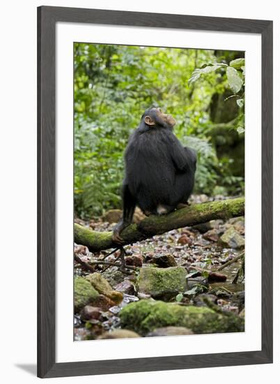 Africa, Uganda, Kibale National Park. A juvenile chimp sits on a branch over a stream.-Kristin Mosher-Framed Premium Photographic Print