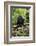 Africa, Uganda, Kibale National Park. A juvenile chimp sits on a branch over a stream.-Kristin Mosher-Framed Photographic Print