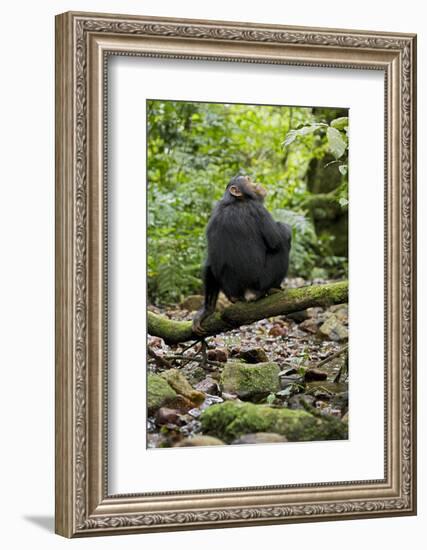 Africa, Uganda, Kibale National Park. A juvenile chimp sits on a branch over a stream.-Kristin Mosher-Framed Photographic Print