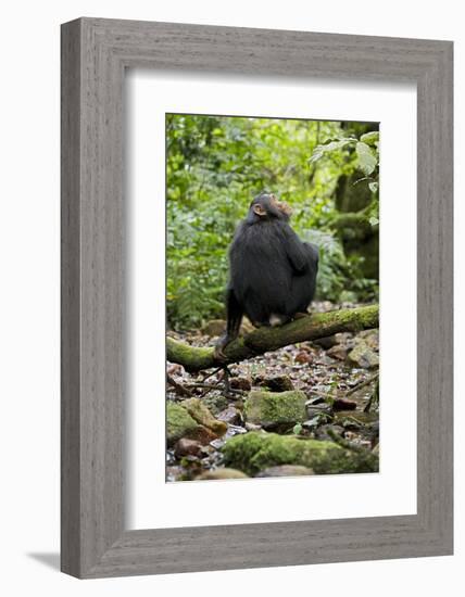 Africa, Uganda, Kibale National Park. A juvenile chimp sits on a branch over a stream.-Kristin Mosher-Framed Photographic Print