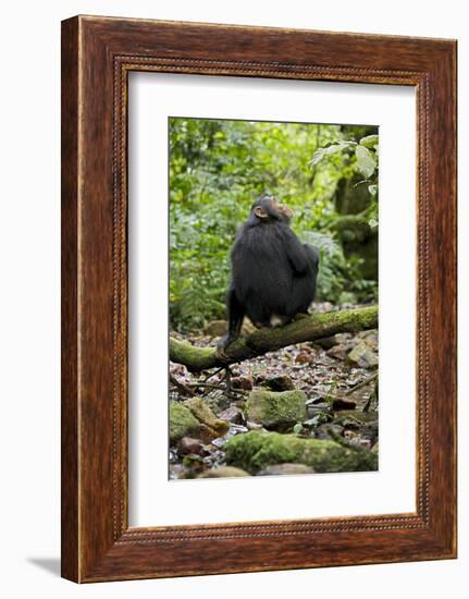 Africa, Uganda, Kibale National Park. A juvenile chimp sits on a branch over a stream.-Kristin Mosher-Framed Photographic Print