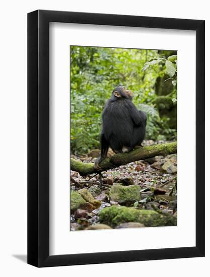 Africa, Uganda, Kibale National Park. A juvenile chimp sits on a branch over a stream.-Kristin Mosher-Framed Photographic Print