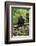 Africa, Uganda, Kibale National Park. A juvenile chimp sits on a branch over a stream.-Kristin Mosher-Framed Photographic Print