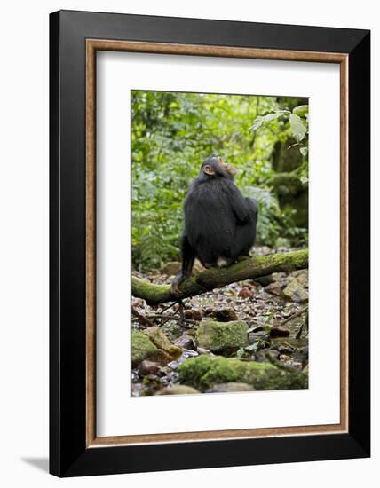 Africa, Uganda, Kibale National Park. A juvenile chimp sits on a branch over a stream.-Kristin Mosher-Framed Photographic Print