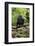 Africa, Uganda, Kibale National Park. A juvenile chimp sits on a branch over a stream.-Kristin Mosher-Framed Photographic Print