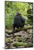 Africa, Uganda, Kibale National Park. A juvenile chimp sits on a branch over a stream.-Kristin Mosher-Mounted Photographic Print