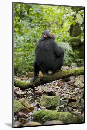 Africa, Uganda, Kibale National Park. A juvenile chimp sits on a branch over a stream.-Kristin Mosher-Mounted Photographic Print