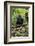 Africa, Uganda, Kibale National Park. A juvenile chimp sits on a branch over a stream.-Kristin Mosher-Framed Photographic Print