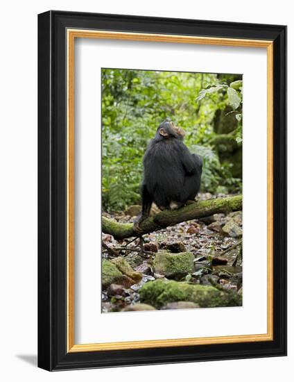 Africa, Uganda, Kibale National Park. A juvenile chimp sits on a branch over a stream.-Kristin Mosher-Framed Photographic Print