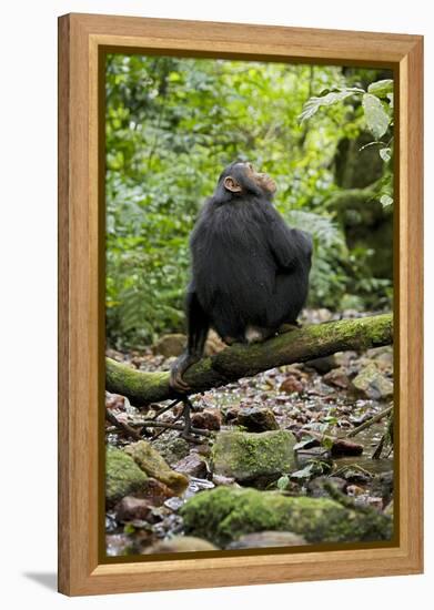 Africa, Uganda, Kibale National Park. A juvenile chimp sits on a branch over a stream.-Kristin Mosher-Framed Premier Image Canvas