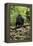 Africa, Uganda, Kibale National Park. A juvenile chimp sits on a branch over a stream.-Kristin Mosher-Framed Premier Image Canvas
