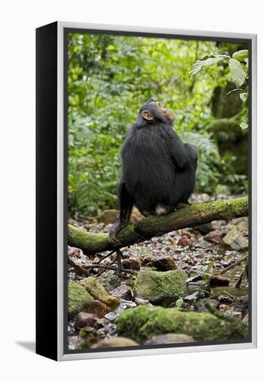 Africa, Uganda, Kibale National Park. A juvenile chimp sits on a branch over a stream.-Kristin Mosher-Framed Premier Image Canvas