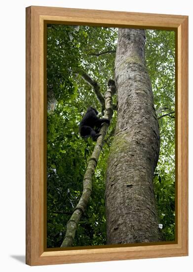 Africa, Uganda, Kibale National Park. A juvenile chimpanzee climbs a vine.-Kristin Mosher-Framed Premier Image Canvas