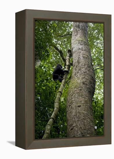 Africa, Uganda, Kibale National Park. A juvenile chimpanzee climbs a vine.-Kristin Mosher-Framed Premier Image Canvas