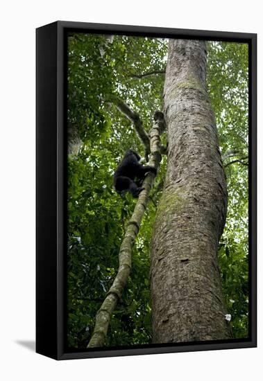 Africa, Uganda, Kibale National Park. A juvenile chimpanzee climbs a vine.-Kristin Mosher-Framed Premier Image Canvas